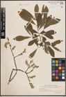 Foto von Salix cinerea L.